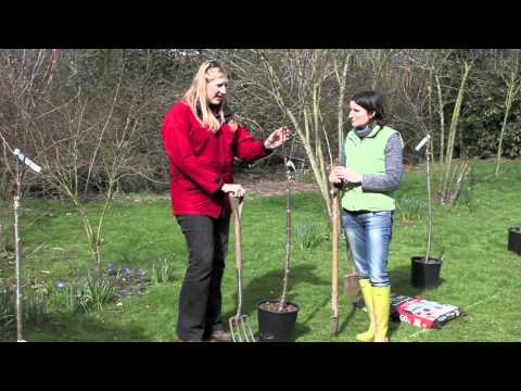 My English Garden: Episode 05