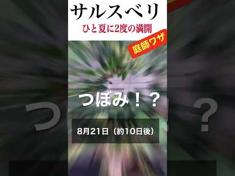 フクシアの剪定方法は？植物が実際に再び成長できるようにするには、いつ剪定する必要がありますか?  庭園