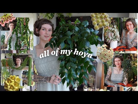 my hoya collection is the best it's ever been 🤌🪴🌸 all 63 of my hoya from least to most fave!