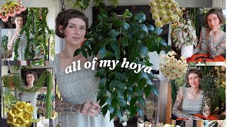 my hoya collection is the best it's ever been 🤌🪴🌸 all 63 of my hoya from least to most fave!