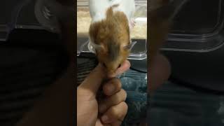 目で訴えるハム #ハムスター #ゴールデンハムスター #ペット #癒し#goldenhamster #hamsters #pets