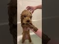 PUPPY BATH TIME! 😂 #SHORTS