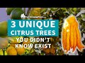 Unique Citrus Trees You Didn't Know Exist