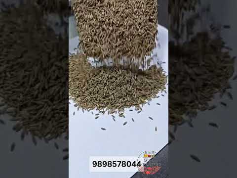 Cumin Seed Europe