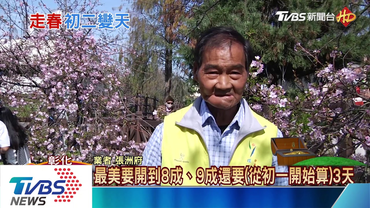 不用上山！芬園河津櫻綻放　加碼夜間賞櫻