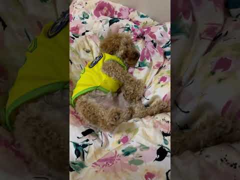 経営学科 トイプードル1歳 #トイプードル #おパンツカット #toypoodle