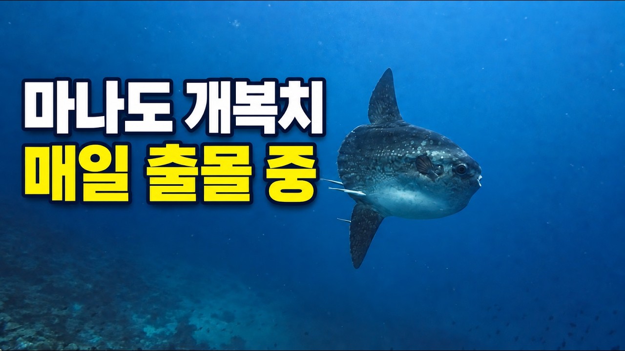 부나켄 개복치 — 2026.09.11-12 인투블 마나도