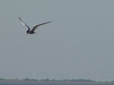Seeschwalben an der Küste und im Binnenland. Terns.  Ein Video von KLAUS TAUX