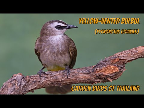 Bulbul žltotrtáčový (Pycnonotus goiavier) — starostlivosť, voliéra a kŕmenie