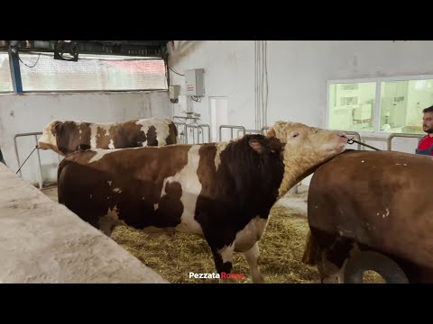 Inside Simmental Bull Breeding! 🐂 Artificial Insemination Routine & Lab Sperm Test