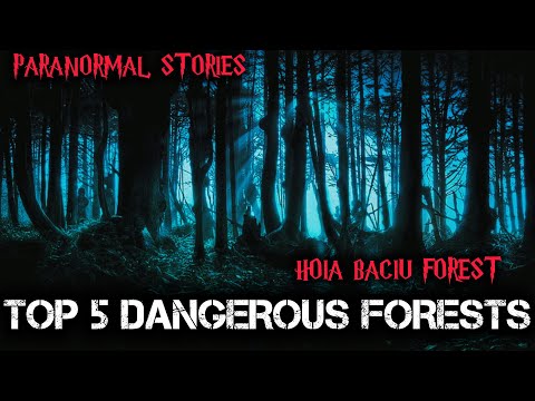 Top 5 Most Dangerous Forests In The World