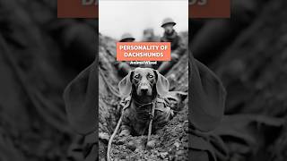 THIS IS THE PERSONALITY OF DACHSHUNDS! 🌭 #Dachshund #SHORT