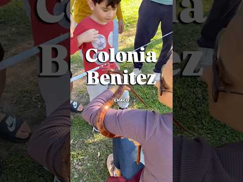 Colonia Benitez Chaco #chaco #naturalezareptil #educación #snake #educación #animals #python