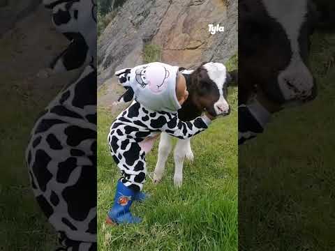 🐮 Little girl sings to calf #shorts