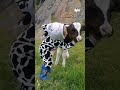 🐮 Little girl sings to calf #shorts