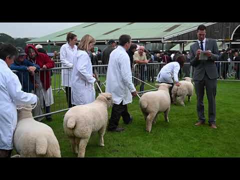 Ryeland sheep judging, Great Yorkshire Show 2019
