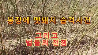 봉장에 멧돼지 습격사건 그리고 벌들의 전쟁