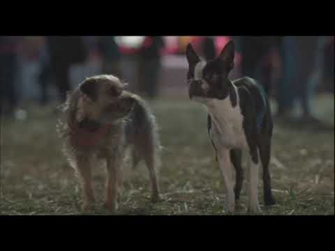 Perro narrador Hijos de Perra