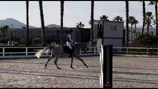 ✨ OKAVANGO SITTE ✨ 4yo approved stallion by QUEL HOMME DE HUS 🧬