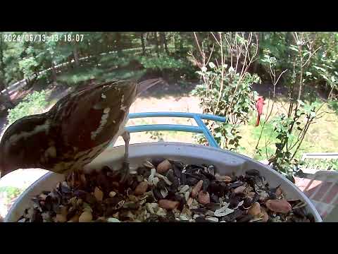Northern Cardinal & Rose Breasted Grosbeak Face Off at a Birdfeeder