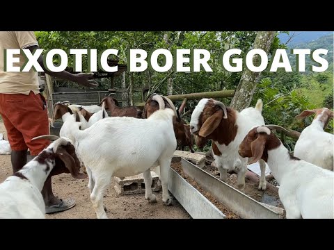 , title : 'BOER GOATS FEATURES IN RURAL ST.ANDREW JAMAICA || EXOTIC BOER GOATS || GOAT FARMING || SHOW GOATS'
