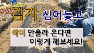감자 심어놓고 싹이 안 올라온다면 이렇게 해보세요. #감자싹 빨리 올라오는 방법 #감자 잘 심는 방법