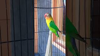 Download lagu LOVEBIRD NGEKEK PANJANG ISIAN TENGKEK BUTO 'RAMBO' mp3 Download lagu LOVEBIRD NGEKEK PANJANG ISIAN TENGKEK BUTO 'RAMBO' mp3