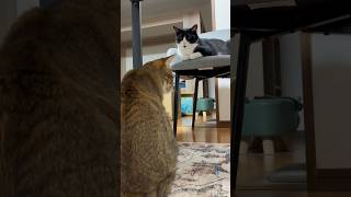 撮りやすい位置に移動してくれる猫 #shorts