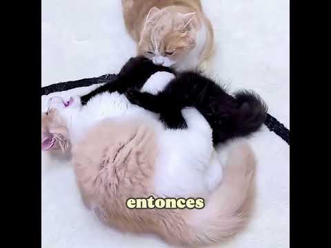 ¿Sabes cuáles son los beneficios de tener un gato negro? 🐱✨💖 #cat #pets #funny #fyp #shorts #cute