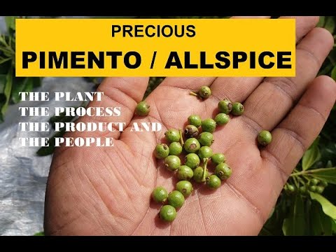 PRECIOUS JAMAICAN PIMENTO/ ALLSPICE | The Plant, The Production, The Product and The People