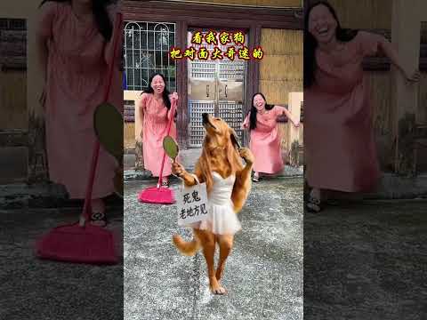 #搞笑段子專治不開心 #金毛犬的搞笑視頻
