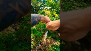 Catching bass in a small creek #fishing #bassfishing #Jesus #Diawa #wackyrig