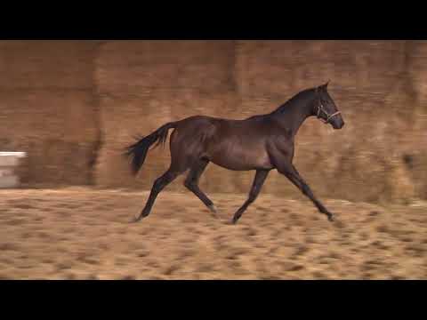 Klippensprung von Lossow - Vivus - Ravel