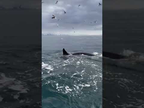 Feeding Orcas Surround Boater at Norway's Lofoten Islands