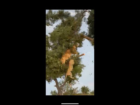 EPIC: Lion attacks leopard in a tree when the branch breaks and they both fall down