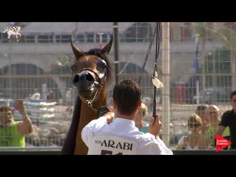 N.51 RSHEDIAH ALKHASHAB - Menton 2019