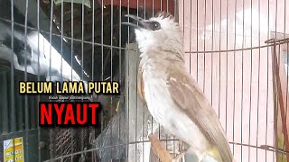 Download lagu trucukan gacor ROPEL PANJANG pancingan trucukan agar bunyi jadikan burung trucuk gacor EMOSI mp3