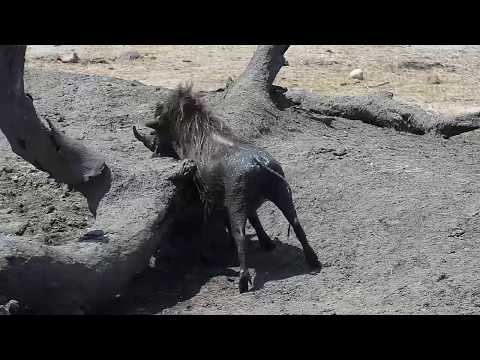 Djuma: Warthogs and Blacksmith Lapwings - 12:36 - 10/16/19
