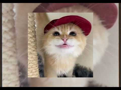 track 7 - afro dizzy (catalog avatar creator song)