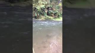 preview picture of video 'Oregon coast winter steelhead float fishing'