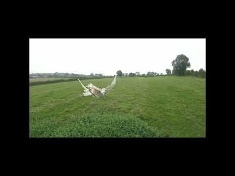 Albidus goshawk early flights 1st rabbit