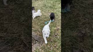 Shepherd Husky Puppies Videos