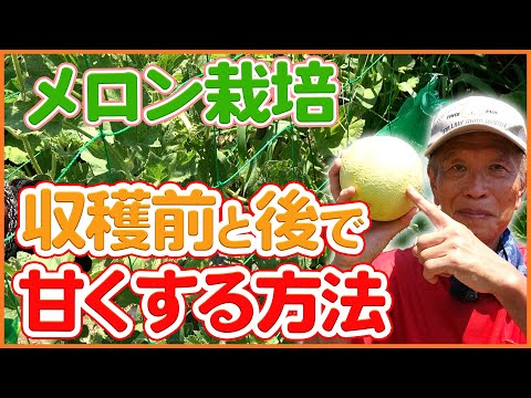 メロンが熟しているかどうかを見分ける方法