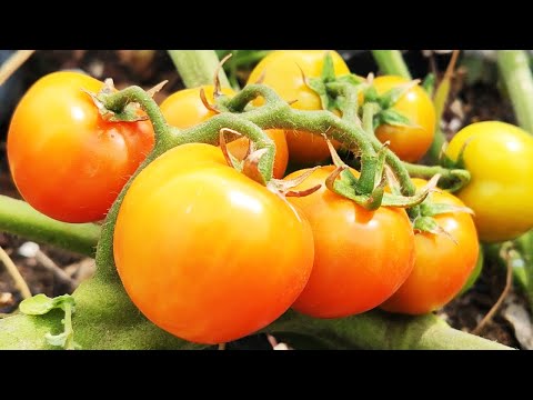 , title : 'איך לגדל עגבניות שרי'
