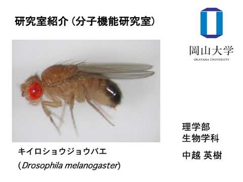 理学部生物学科分子機能研究室研究紹介（概略）