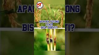 Download lagu obat penyakit blas dan potong leher.simak Vidio panjang nya di channel ini.#shorts #blast #fungisida mp3 Download lagu obat penyakit blas dan potong leher.simak Vidio panjang nya di channel ini.#shorts #blast #fungisida mp3