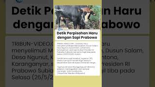 Momen Haru Pemilik Menangis saat Tunggangi Sapi Prabowo sebelum Disembelih