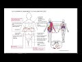 Abdomen Dials