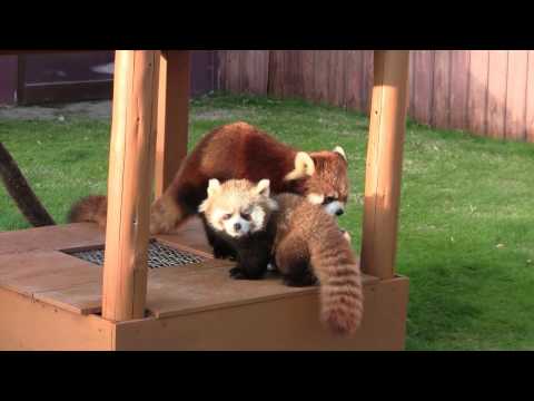 #1-27 Nov 2016 Red panda at Adventure world, Japan