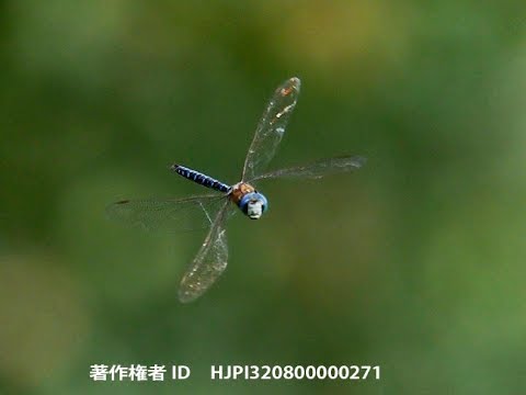 マダラヤンマの方向転換をGH5のスーパースローで